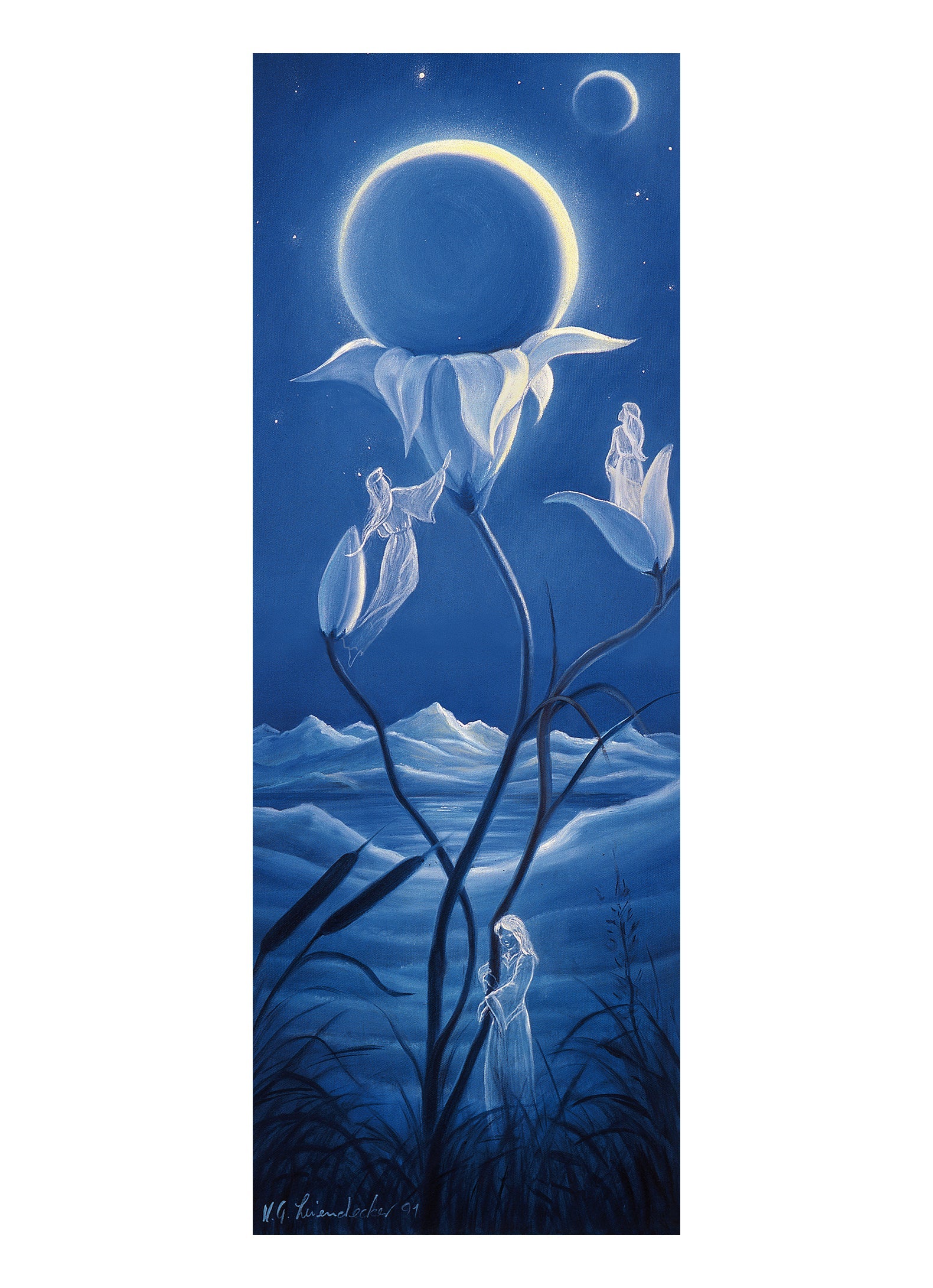 Moonflower